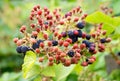 Natural fresh blackberries in a garden. Bunch of ripeÃÂ and unripe blackberry fruit - Rubus fruticosus - on branch of plant